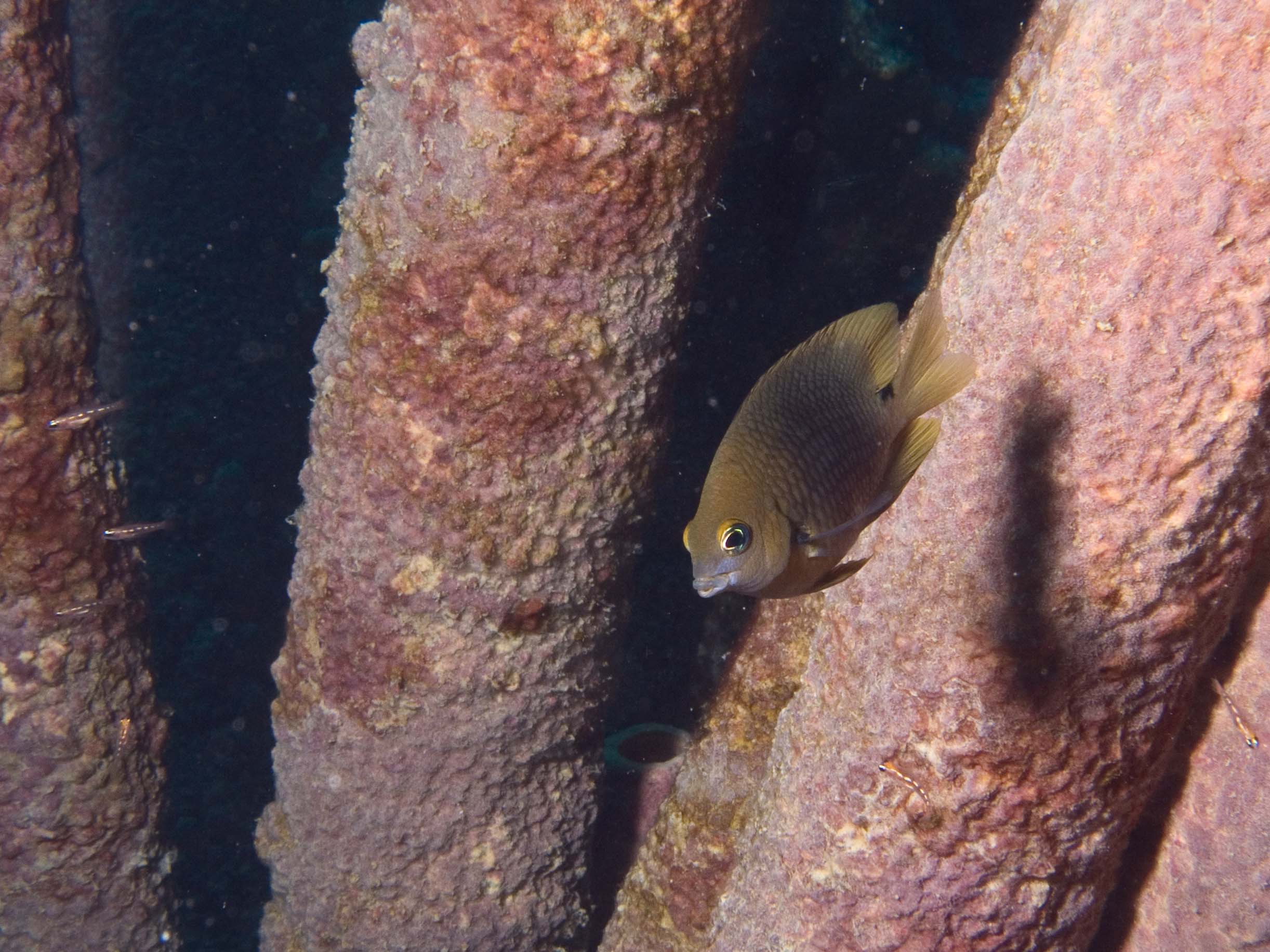 gal/Bonaire 2006/CocoaDamselCropped5x3.jpg